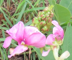 Sphenostylis angustifolia
