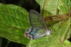 Haetera macleannania