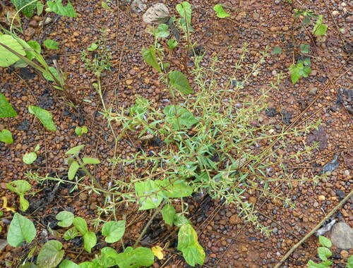 Neurotheca loeselioides