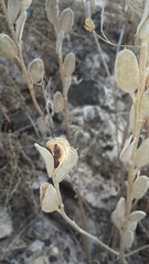 Fibigia clypeata
