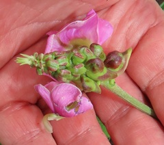 Sphenostylis angustifolia