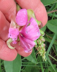 Sphenostylis angustifolia