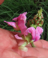 Sphenostylis angustifolia