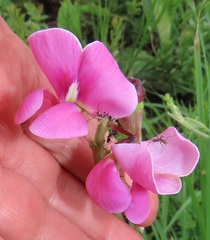 Sphenostylis angustifolia