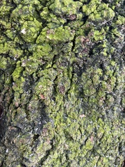 Chrysothrix xanthina