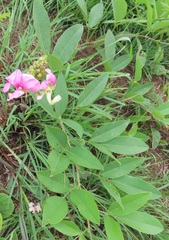 Sphenostylis angustifolia