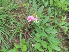 Sphenostylis angustifolia