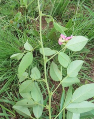 Sphenostylis angustifolia