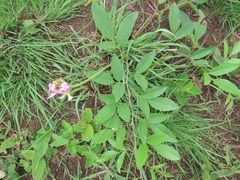 Sphenostylis angustifolia