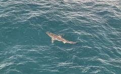 Carcharodon carcharias