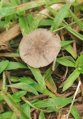 Conocybe tenera