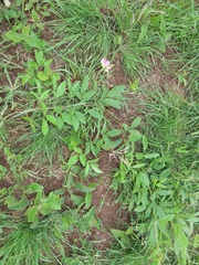 Sphenostylis angustifolia