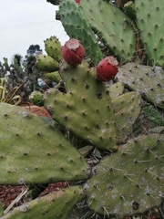 Opuntia hyptiacantha