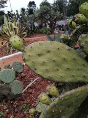Opuntia hyptiacantha