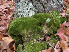 Dicranum montanum