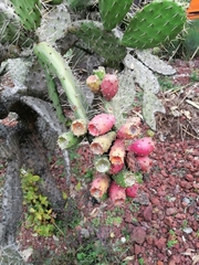 Opuntia hyptiacantha