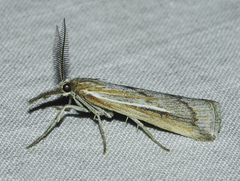 Thaumatopsis pexellus