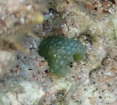 Dictyosphaeria cavernosa