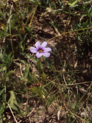 Sisyrinchium platense
