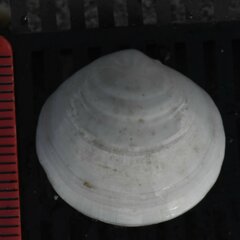 Semele proficua