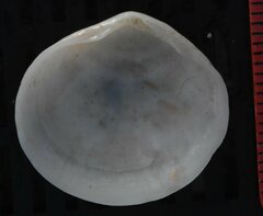 Semele proficua
