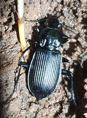 Pterostichus niger