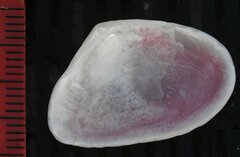 Tellinoidea