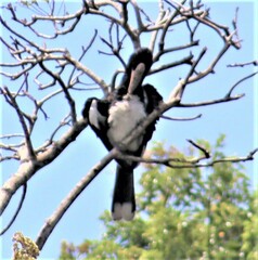 Bycanistes bucinator