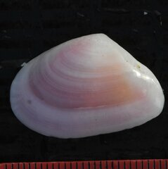 Tellinoidea