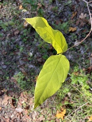Calycanthus occidentalis