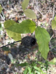 Calycanthus occidentalis