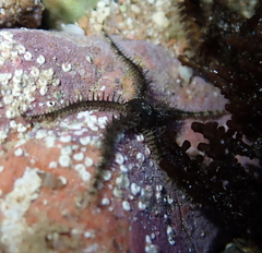 Ophiocoma scolopendrina