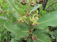 Pachycarpus appendiculatus