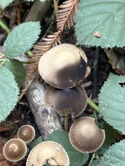 Psathyrella