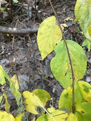 Calycanthus occidentalis