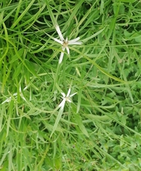 Rhynchospora colorata