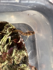 Coryphoblennius galerita