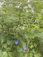 Jacquemontia pentanthos