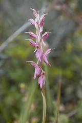 Anacamptis sancta