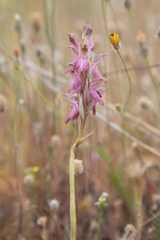 Anacamptis sancta