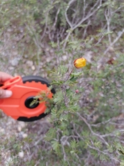 Chamaecrista greggii