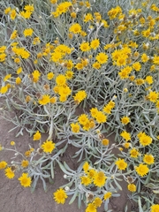 Senecio crassiflorus