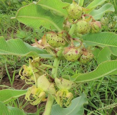 Pachycarpus appendiculatus