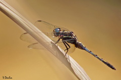 Orthetrum glaucum