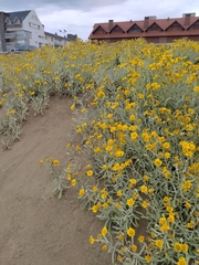 Senecio crassiflorus