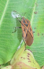 Spilostethus rivularis