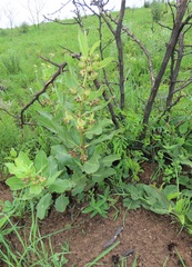 Pachycarpus appendiculatus