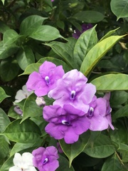 Brunfelsia