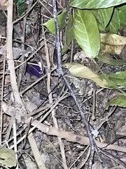 Rieppeleon kerstenii