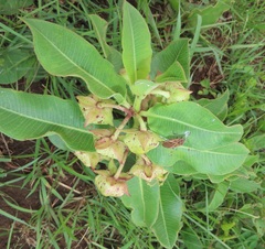 Pachycarpus appendiculatus